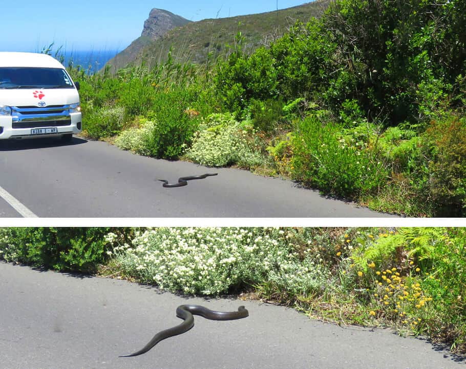 snake on the road, South Africa