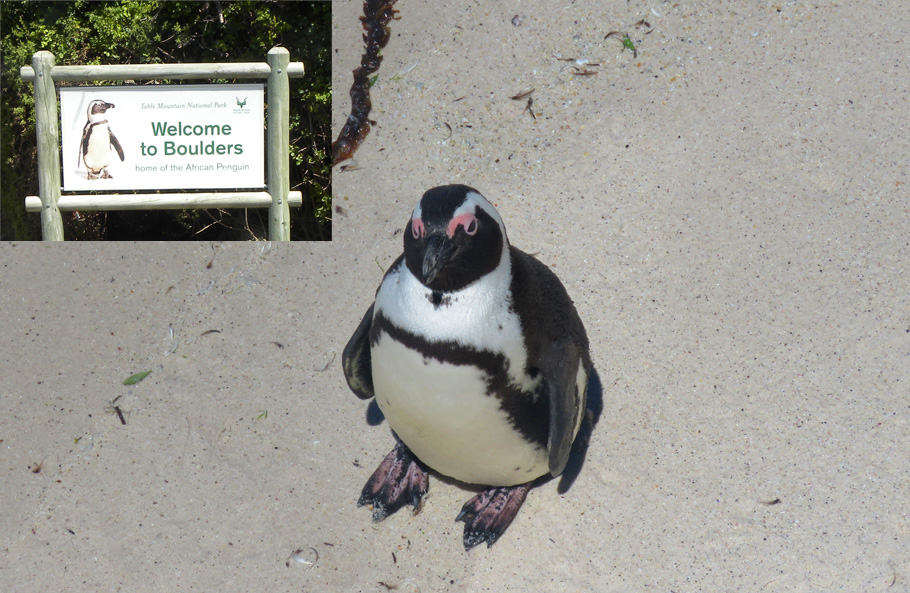 Penguin at Boulder's Bay, Cape Peninsula