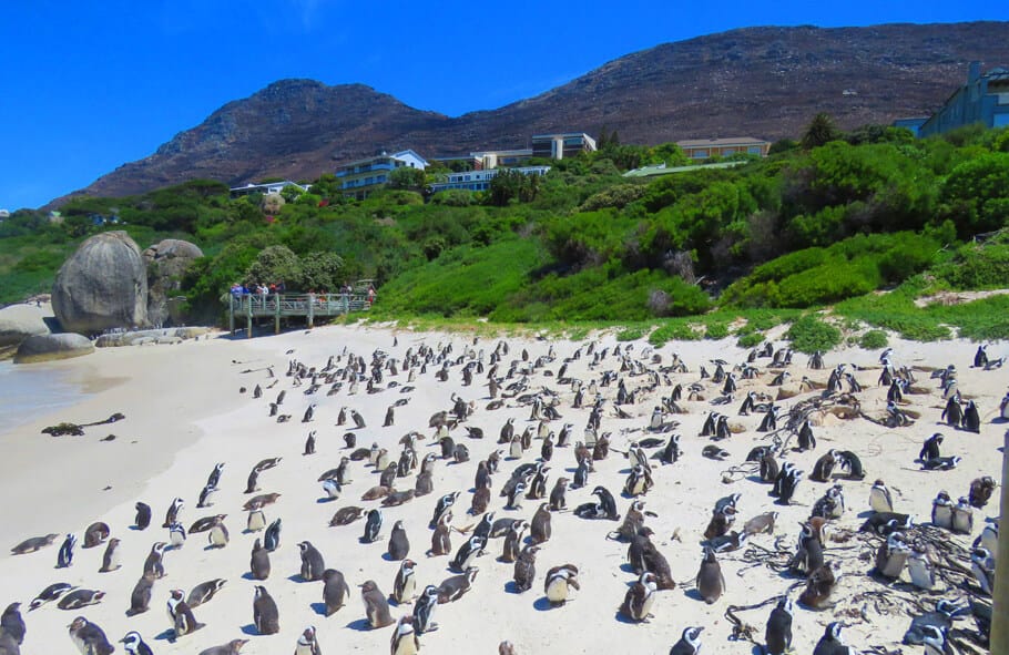 Boulder’s Beach. Photo Highlights of the Cape Peninsula