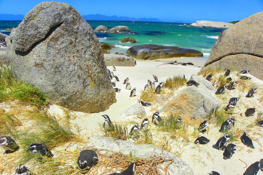 Boulder’s Beach. Photo Highlights of the Cape Peninsula