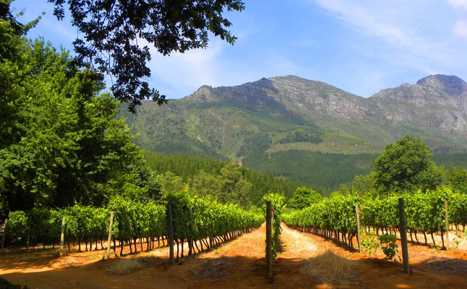 Delheim. A guide to the best wineries of Stellenbosch and Franschhoek