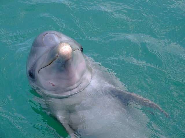 dolphin in Cuba