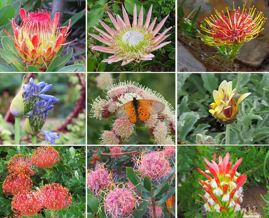 flowers-at-Kirstenbosch-Botanical-Gardens, Cape Town