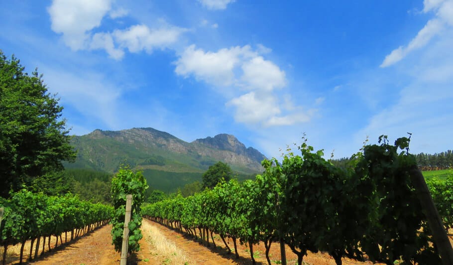 Warwick Wine Estate. Visiting the Wine Regions of Stellenbosch and Franschhoek