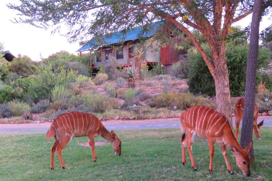 Buffelsdrift Game Lodge, Oudtshoorn. Highlights of a 2 week road trip around the Garden Route and Karoo, South Africa