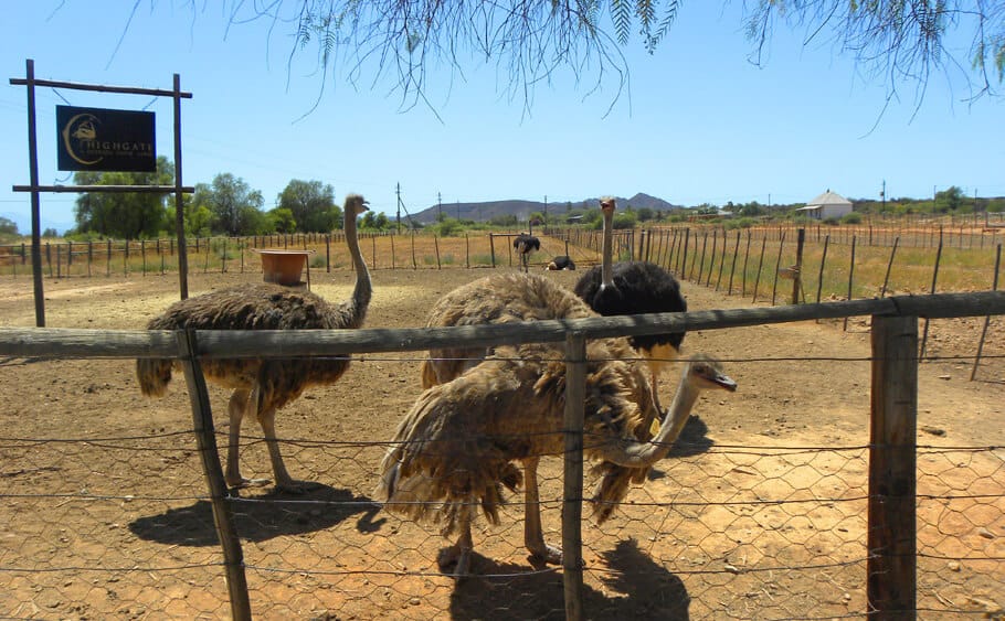 Ostrich farm, South Africa
