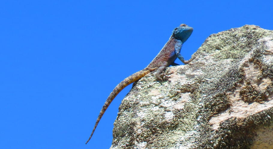 lizard in South Africa