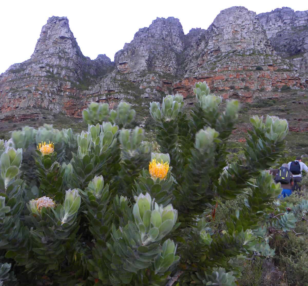 Flora. Hiking up the Twelve Apostles to Table Mountain, Cape Town