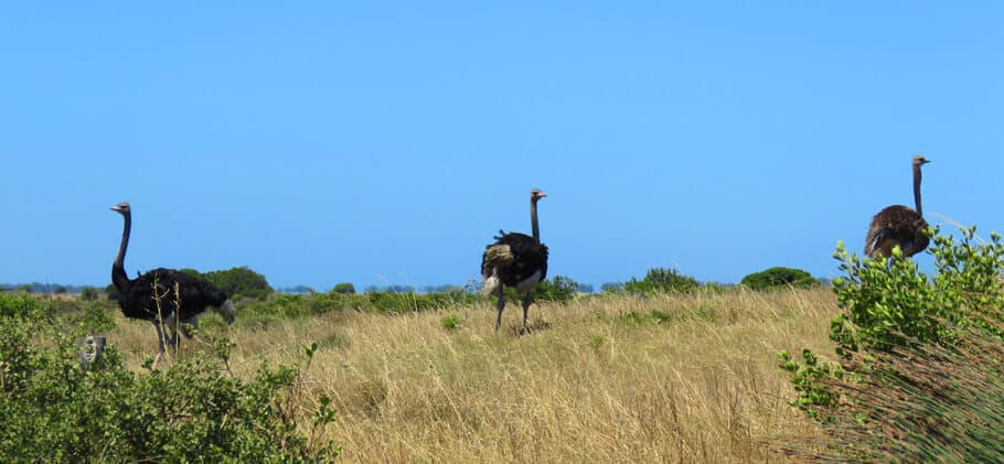 Wild ostrich in Cape Agulhas National Park, South Africa
