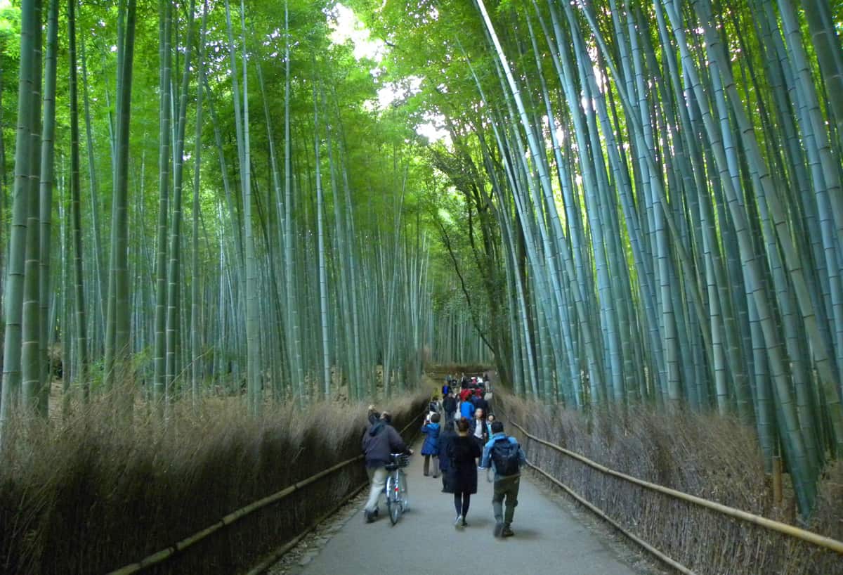 Arashiyama Bamboo Grove. The Best things to Do and See in Kyoto