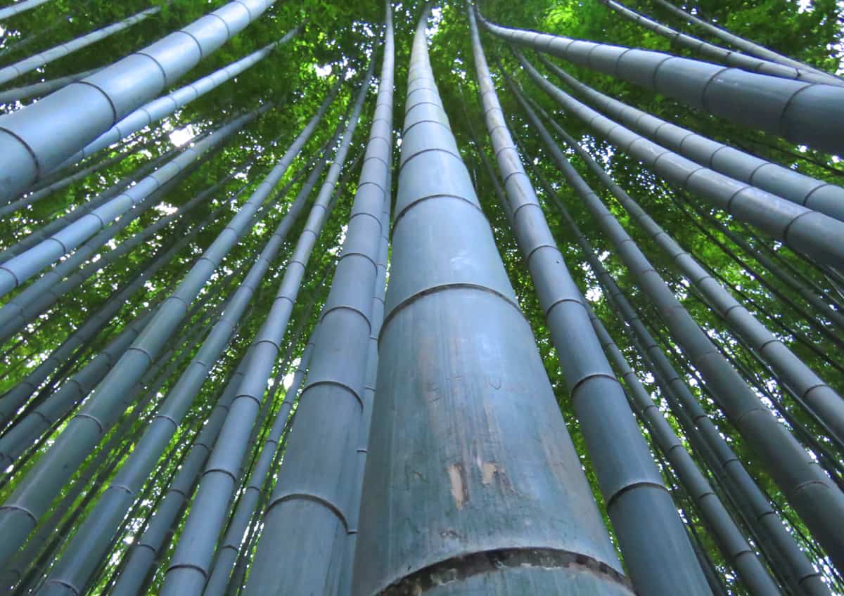 Arashiyama Bamboo Grove. The Best things to Do and See in Kyoto