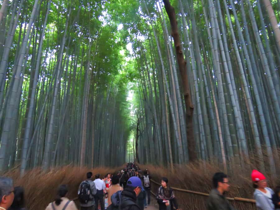 crowds at Arashiyama Bamboo Grove