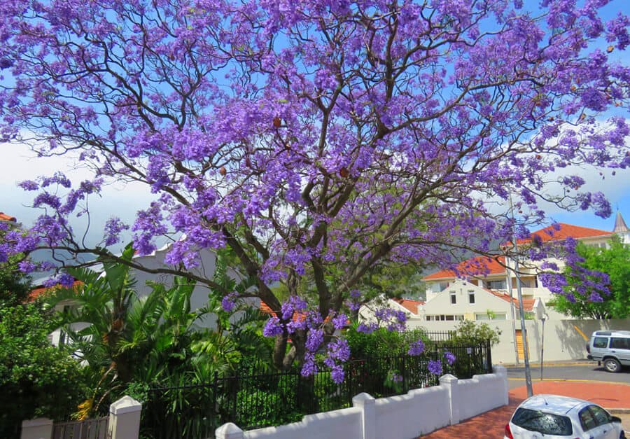 Jacaranda tree in Cape Town, South Africa