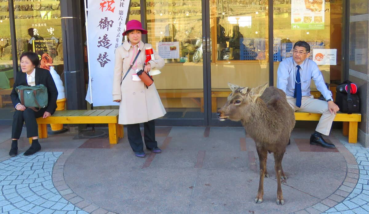 deer waiting for bus in Nara Japan