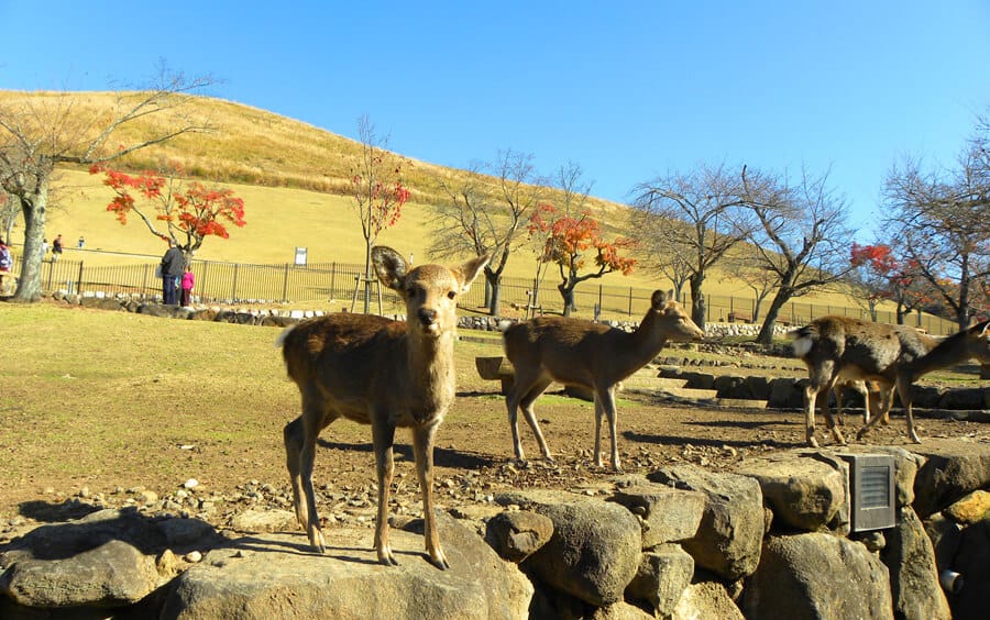 deer in Nara