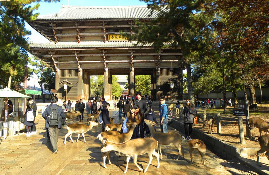 Deer in Nara, Japan