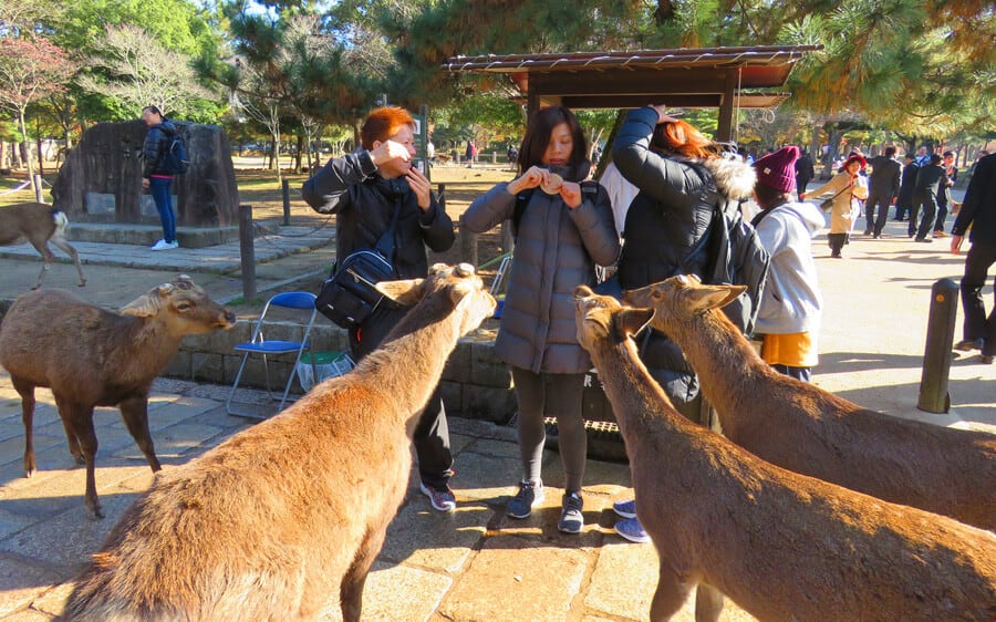 Deer in Nara