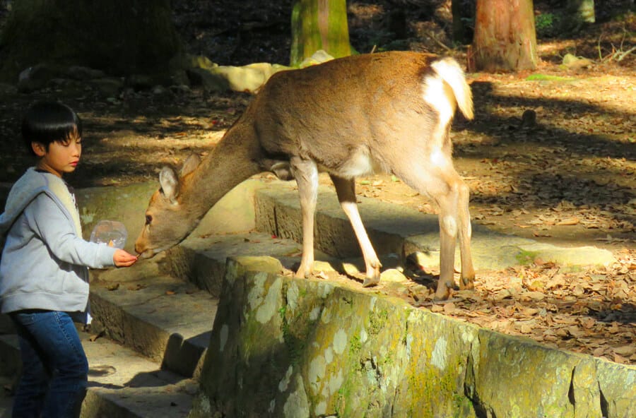 feeding deer in Nara