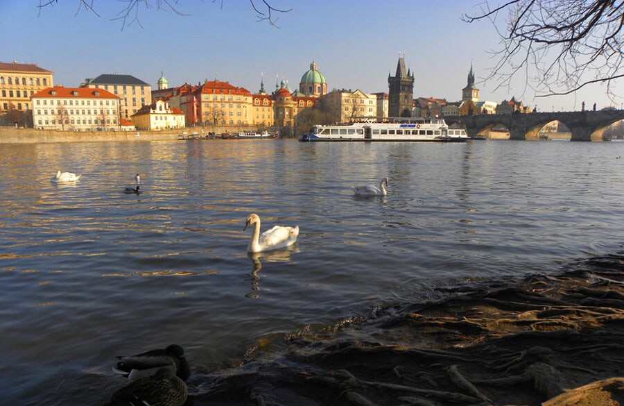 swans in Prague, Czech Republic