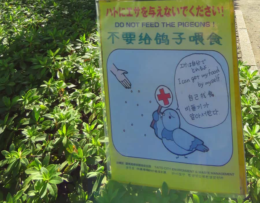 don't feed the pigeons sign Japan