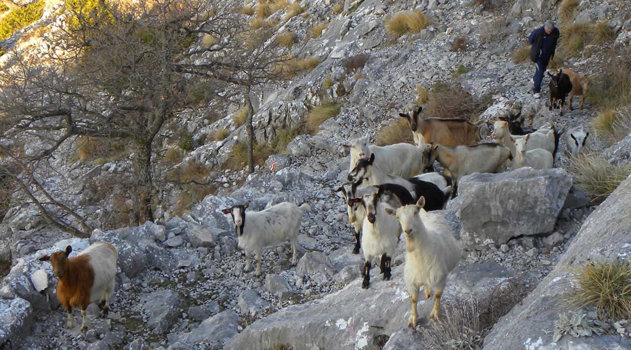goats on Mosor mountain, Split