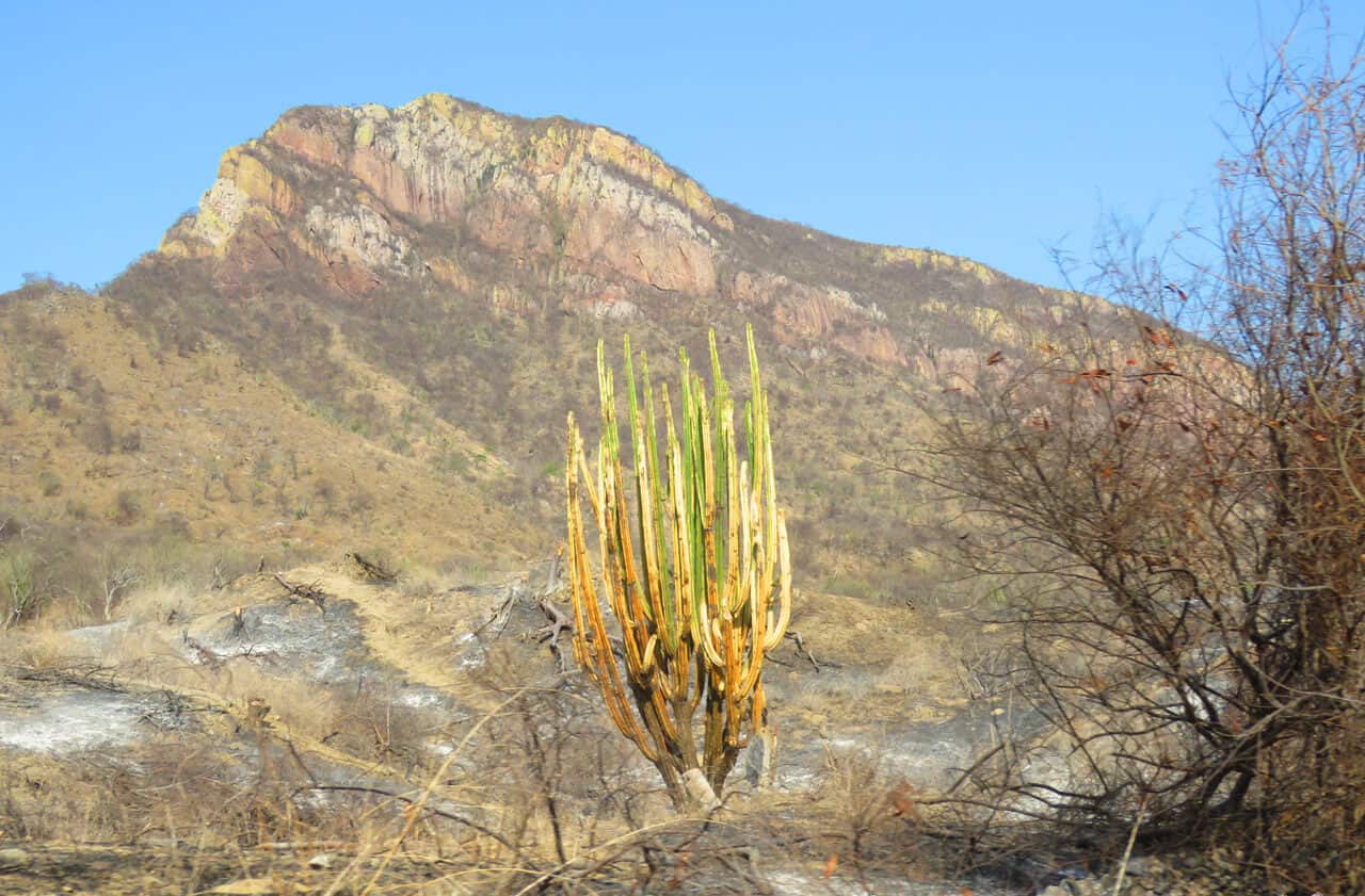 cactus in northern Mexico. El Chepe.