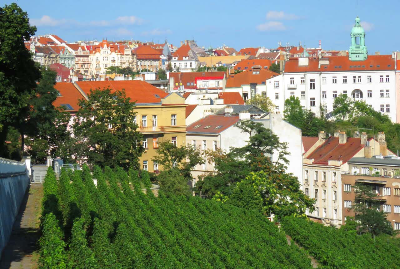 Vineyard in the middle of Prague
