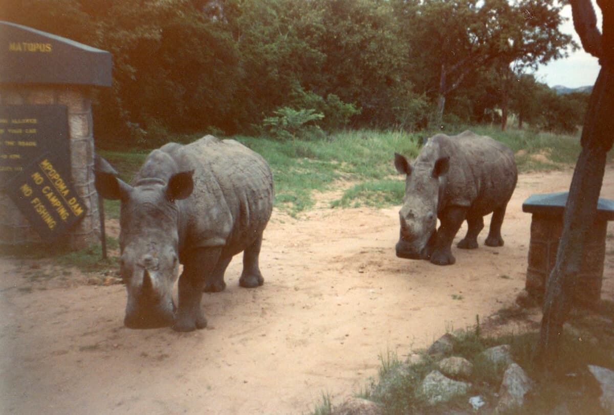 Rhinos in Zimbabwe. Matopos