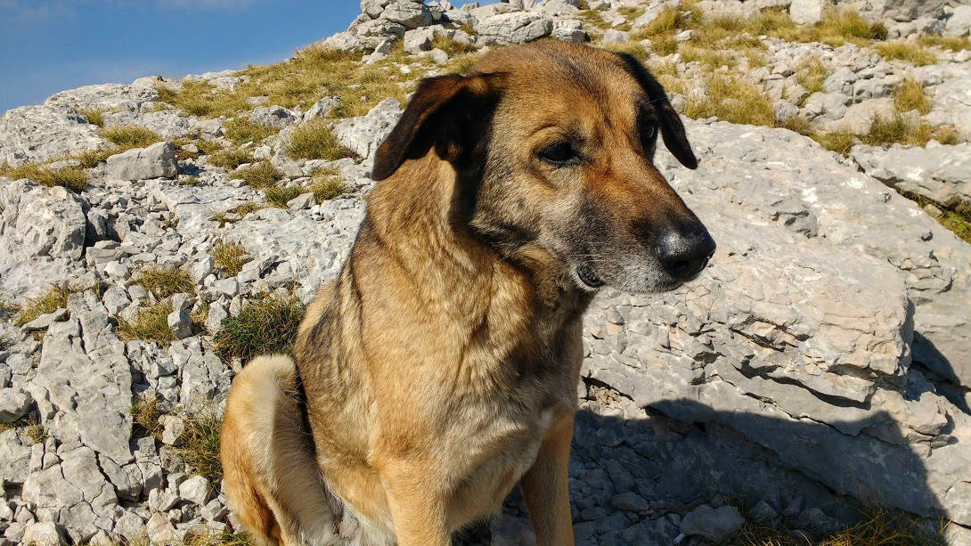 dog on mt. dinara