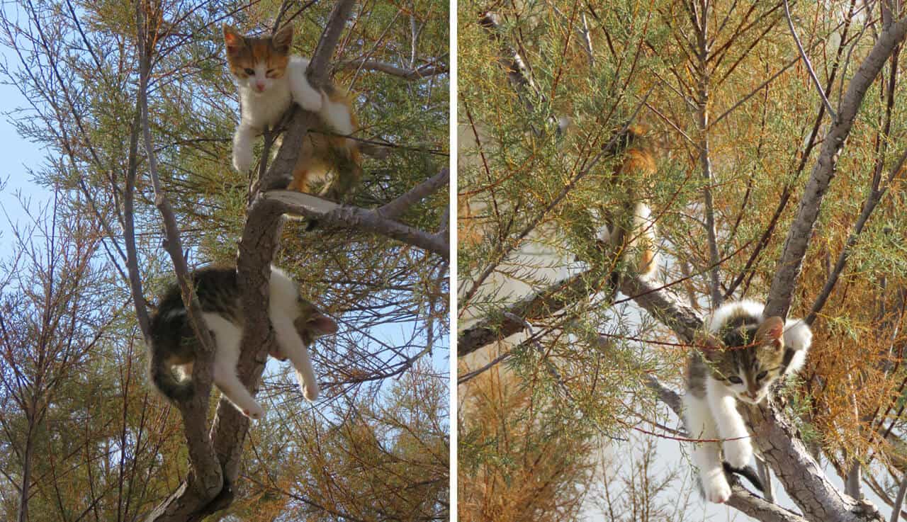 cats in Makarska, Croatia