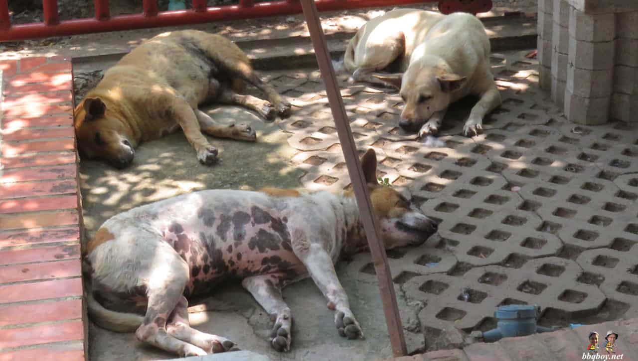 street dogs in Ayutthaya. Not so cute at night