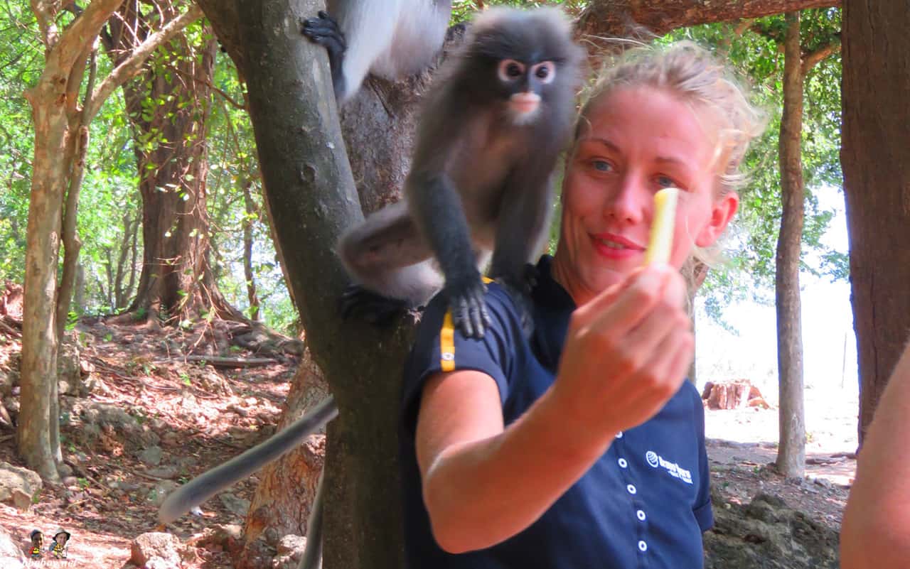 Dusky Leaf monkeys - Picture of Wing 5, Prachuap Khiri Khan