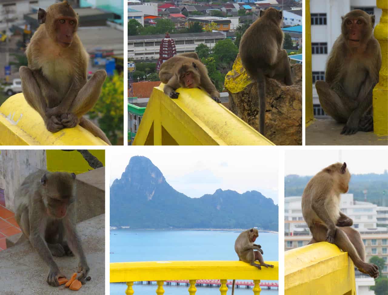 Macaques at monkey mountain, Prachuap Khiri Khan, Thailand