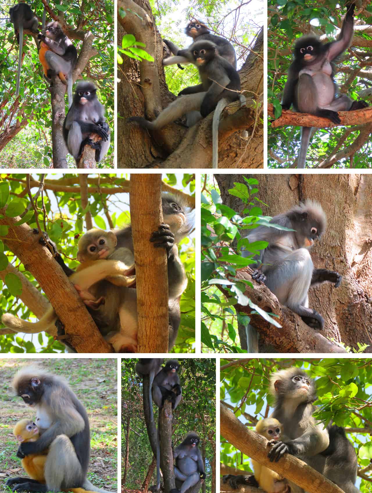Dusky Langur monkeys, Prachuap Khiri Khan Thailand