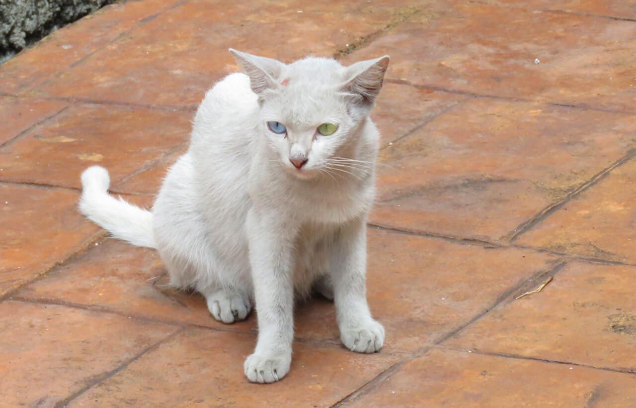 cat in Malacca