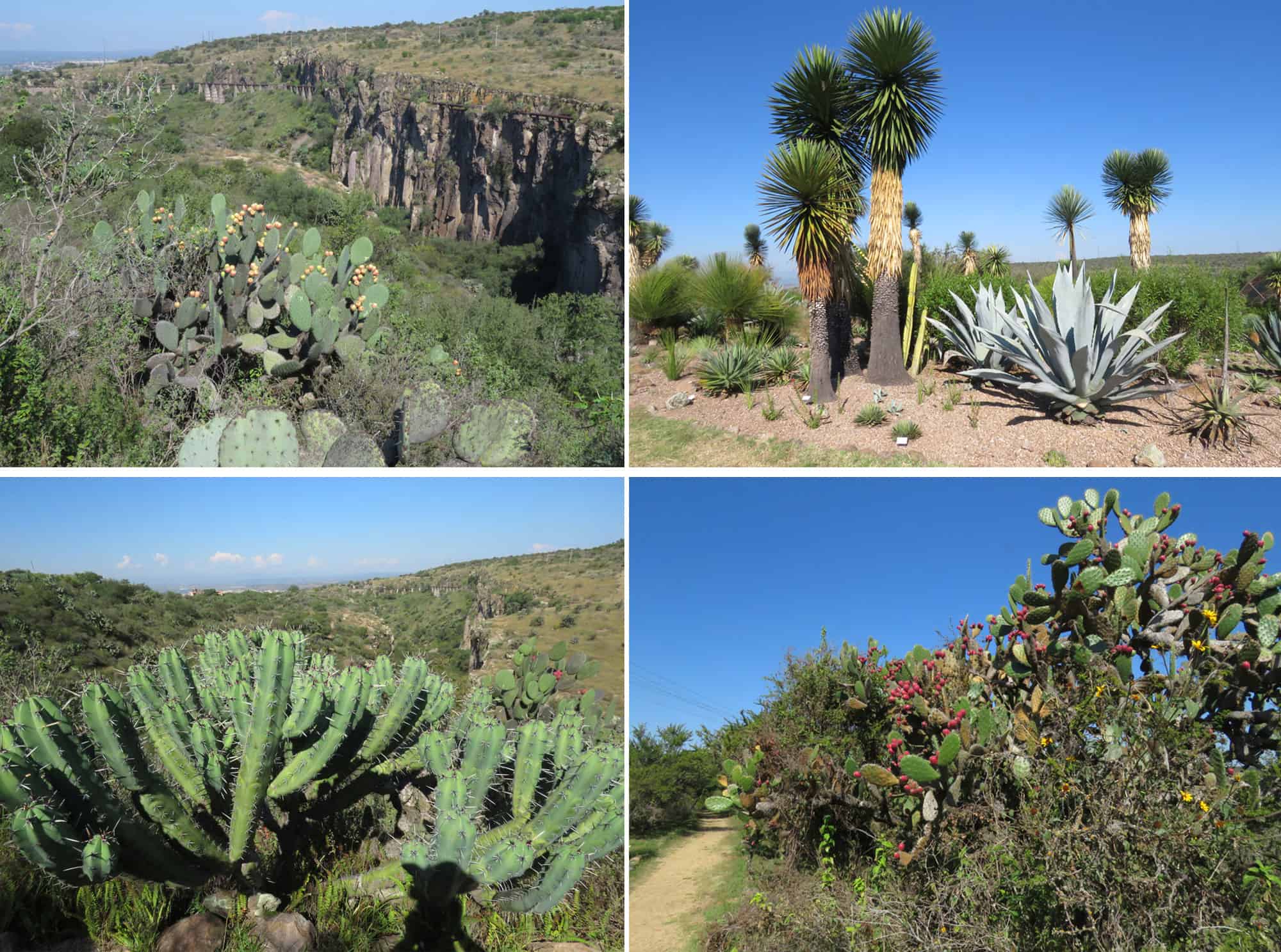 Botanical Gardens, San Miguel de Allende, Mexico