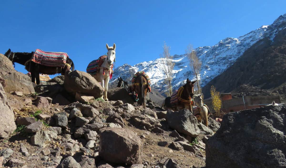 mules in Aroumd, Morocco