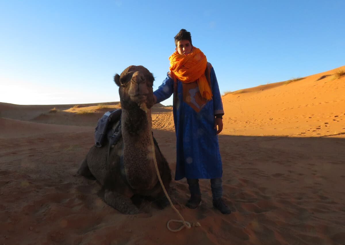 camel in Merzouga, Morocco