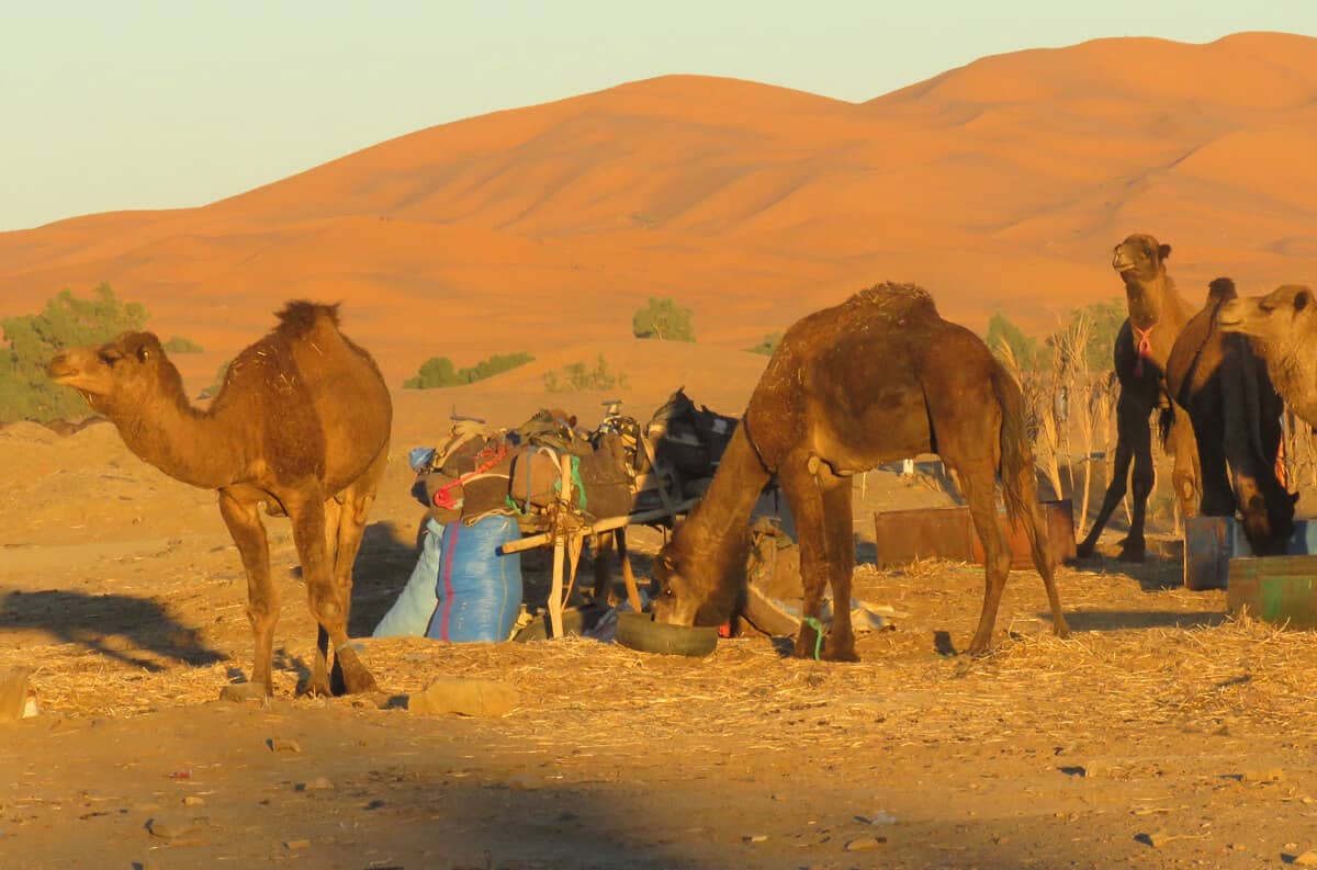 camels in Merzouga, Morocco