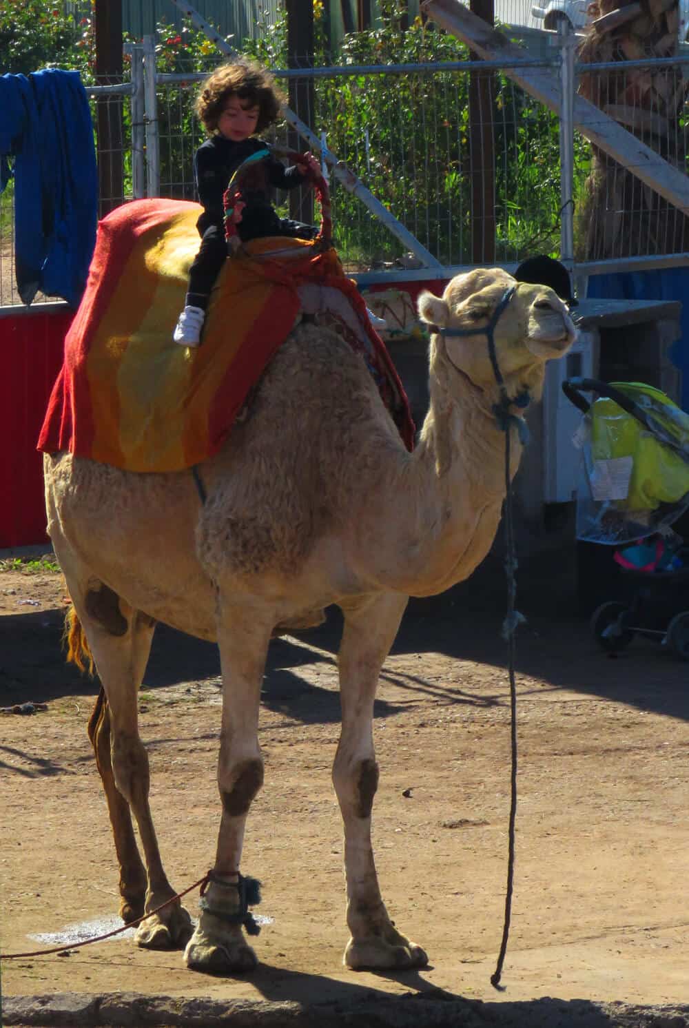 boy on camel in Morocco