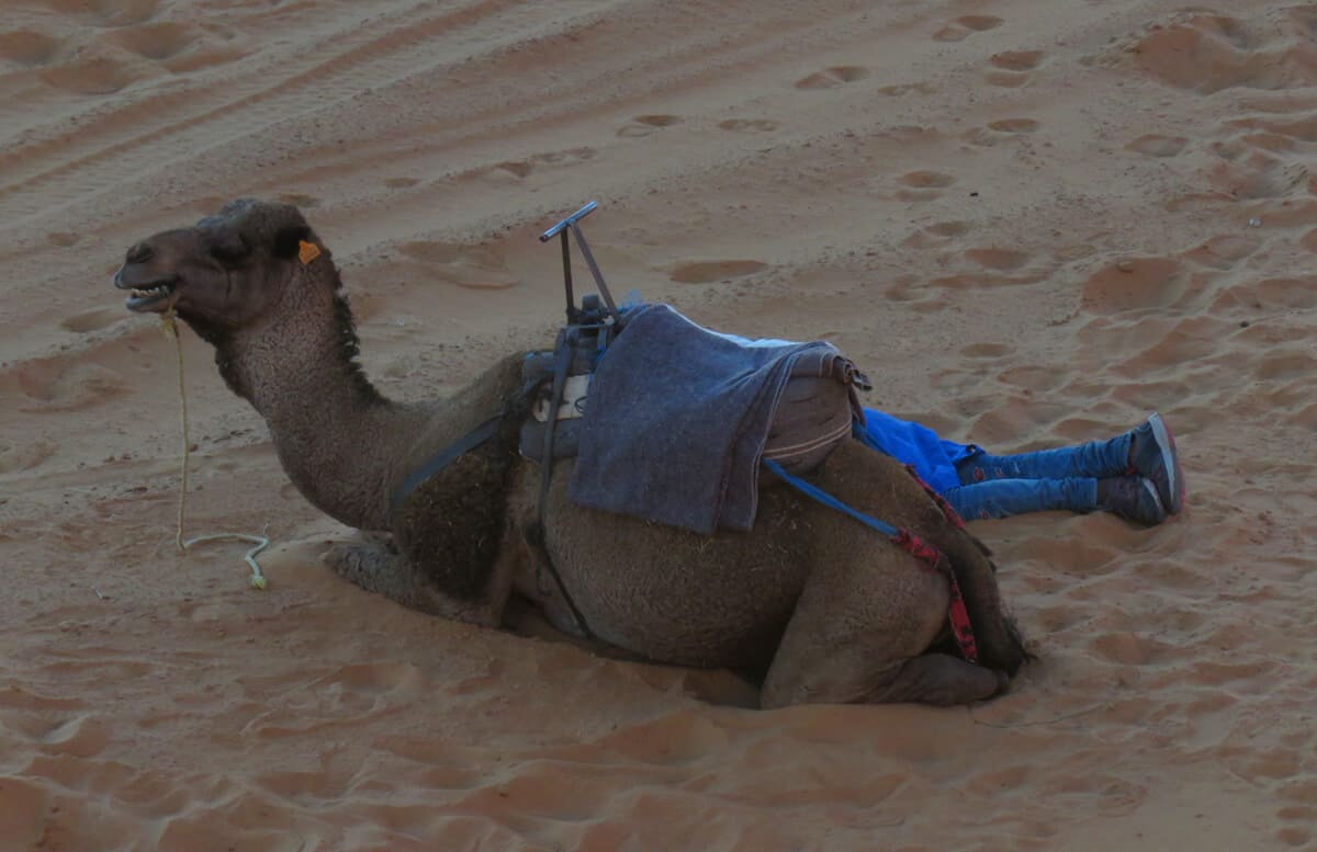 camel in Merzouga