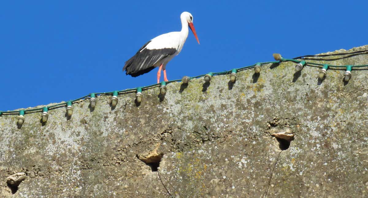 stork in Fez, Morocco. Fez or Marrakech? Which to Visit?