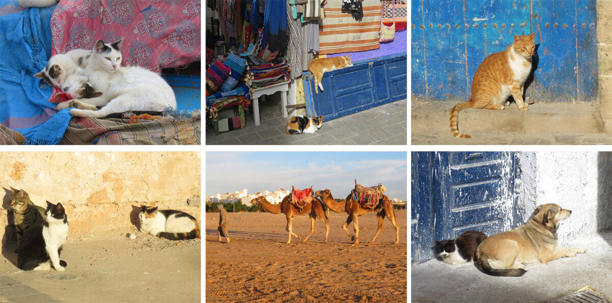 animals in Essaouira 