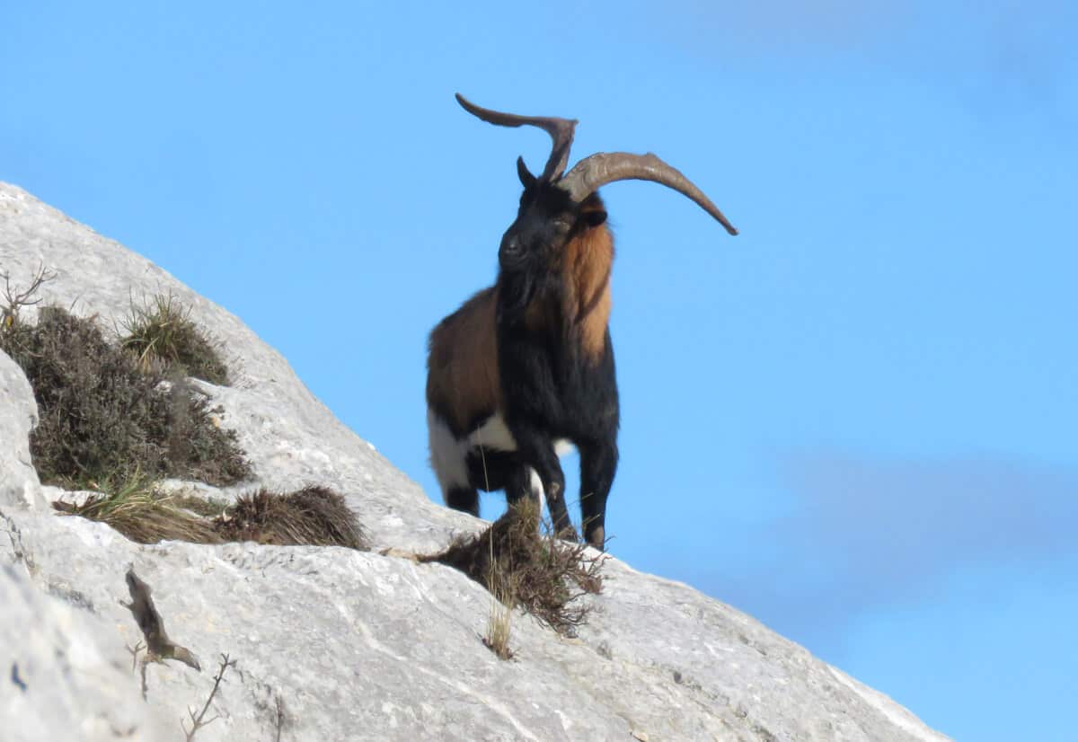 mountain goats, Kozjak, Split