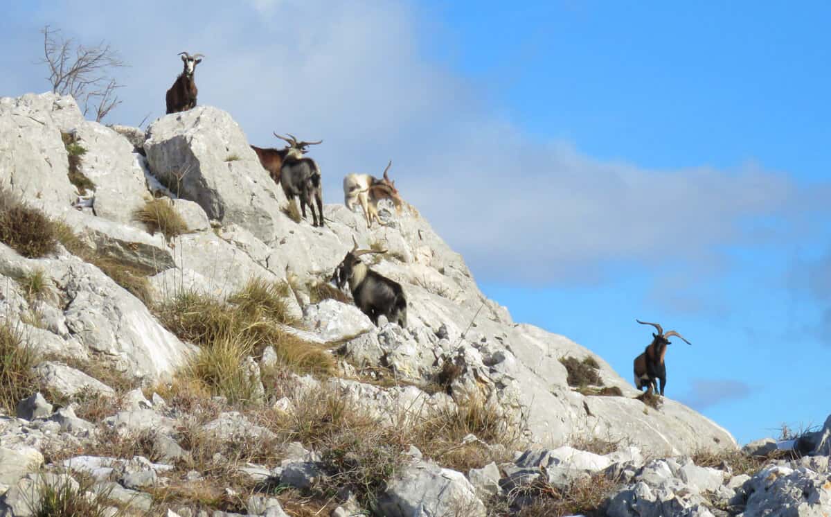 Kozjak mountain, mountain goats