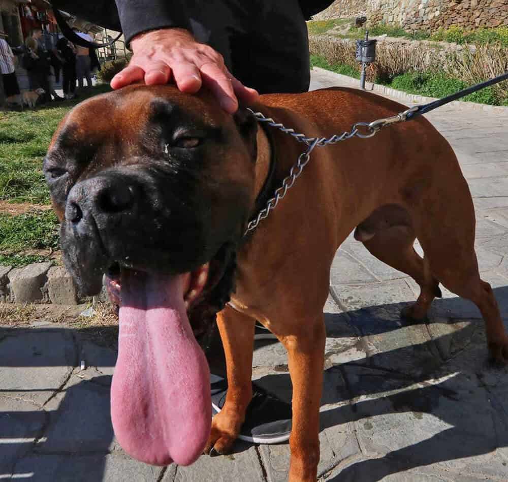 dog in Thessaloniki, Greece