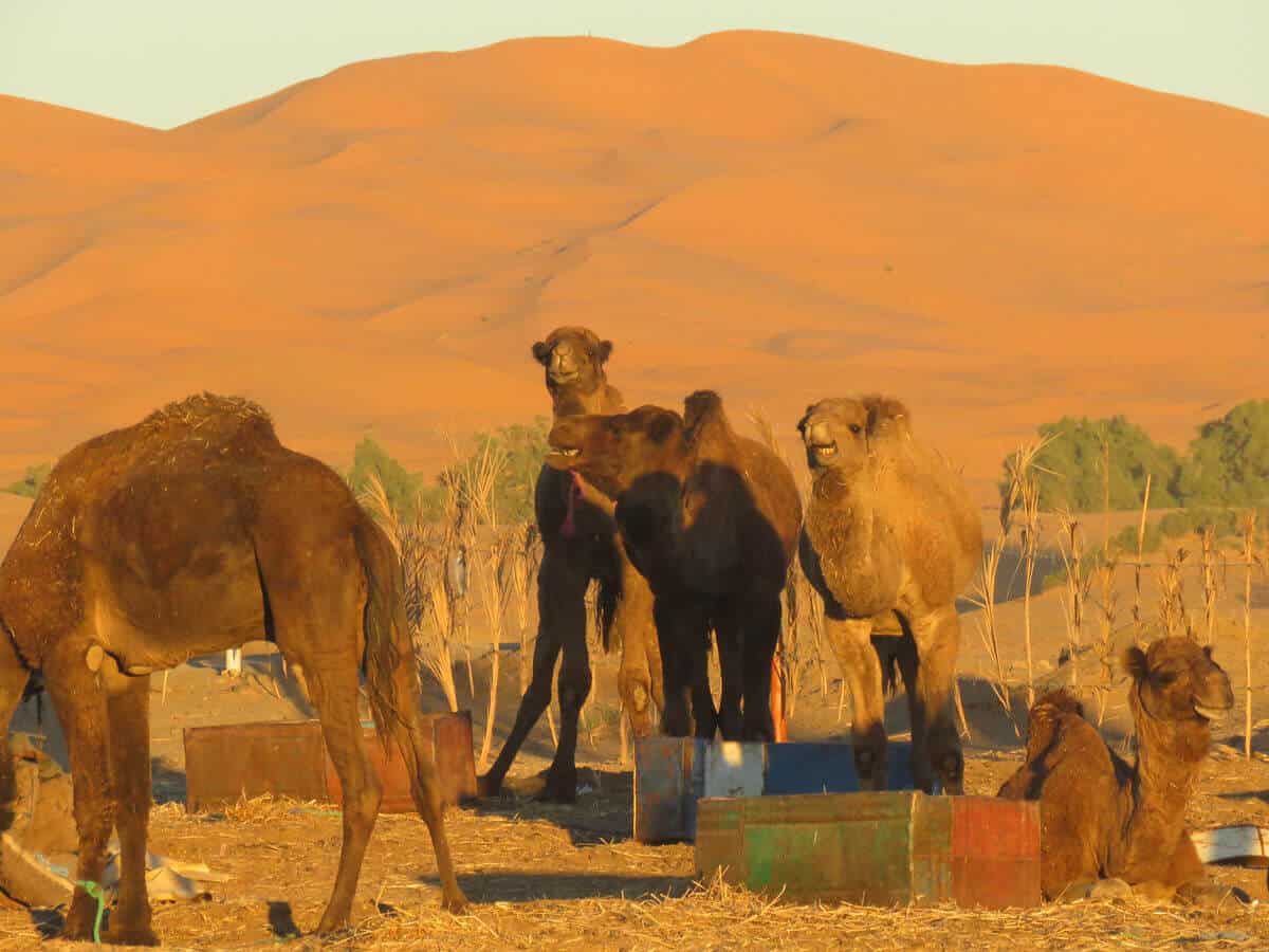 camels in Merzouga, Morocco