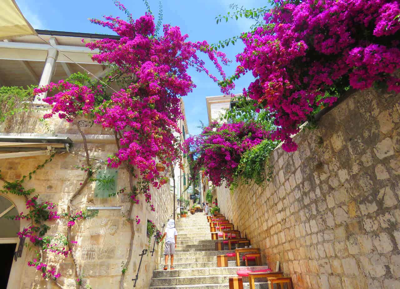 purple flowers, Hvar town, Croatia. The Croatian Islands: Which to Visit and How to Do it