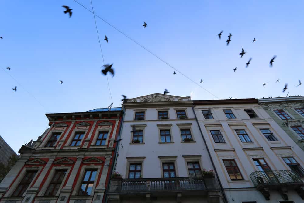 birds over the Rynok, Lviv, Ukraine