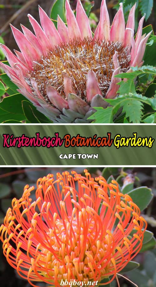 A visit to Kirstenbosch Botanical Gardens A visit to Kirstenbosch Botanical Gardens